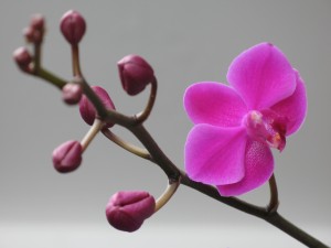 Orchid 01